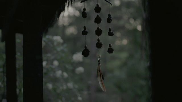 Video Reference: Nature, Leaf, Tree, Branch, Water, Plant, Organism, Twig, Flower, Photography, Person