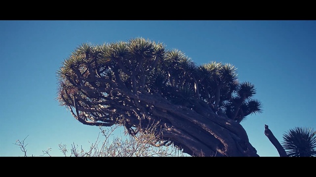 Video Reference: Sky, Tree, Cloud, Branch, Woody plant, Plant, Meteorological phenomenon, Landscape, Mountain, Rock