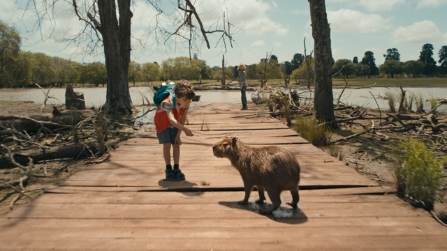 Video Reference: Tree, Livestock, Sheep, Wildlife, Working animal, Tourism, Person