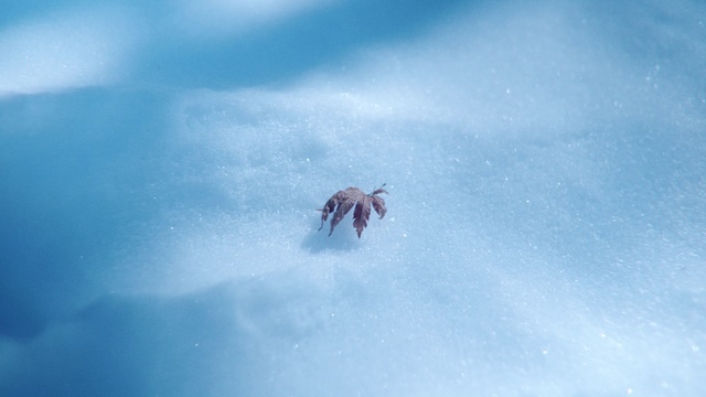 Video Reference: Blue, Sky