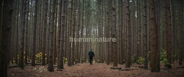 Video Reference: Tree, Forest, Spruce-fir forest, Grove, Natural environment, Old-growth forest, Northern hardwood forest, Woodland, Trunk, Tropical and subtropical coniferous forests