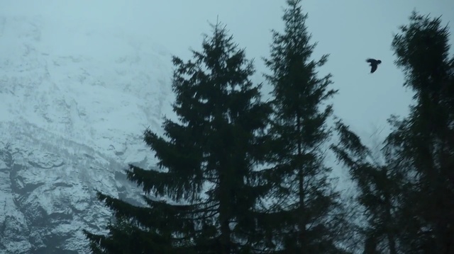 Video Reference: tree, sky, ecosystem, spruce, pine family, fir, geological phenomenon, conifer, spruce fir forest, forest