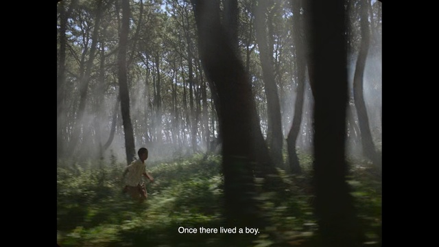 Video Reference: Forest, Woodland, Tree, Nature, Natural environment, Old-growth forest, Atmospheric phenomenon, Biome, Northern hardwood forest, Nature reserve