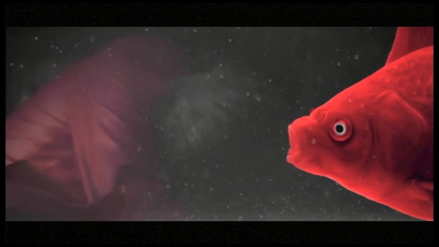 Video Reference: Fish, Red, Fish, Marine biology, Underwater, Pink, Organism, Water, Mouth, Goldfish