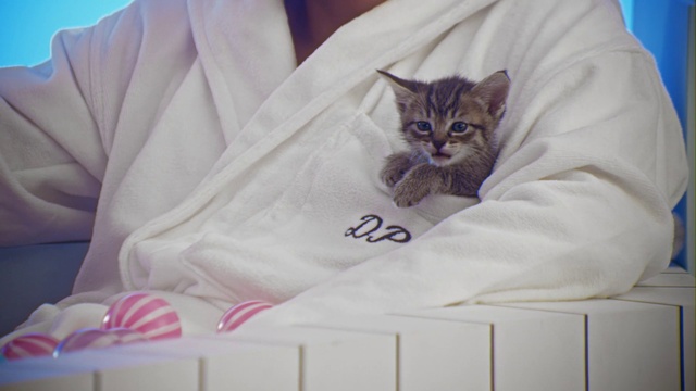 Video Reference: Cat, Felidae, Small to medium-sized cats, Whiskers, Kitten, Carnivore, Tabby cat, Asian, Domestic short-haired cat, European shorthair