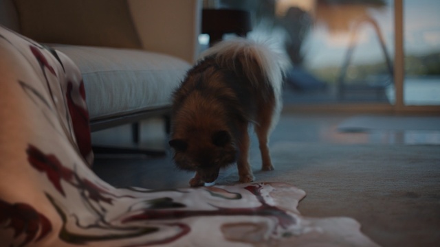 Video Reference: Dog, Mammal, Canidae, Dog breed, Pomeranian, Carnivore, Companion dog, Sporting group, Tibetan spaniel, Spitz, Indoor, Sitting, Brown, Looking, Cat, Small, Orange, Table, White, Standing, Computer, Bed, Red, Laying, Animal, Pet