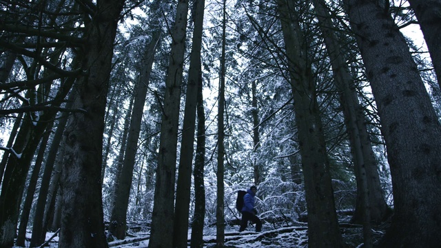 Video Reference: Tree, Forest, Nature, Natural environment, Woodland, Old-growth forest, Northern hardwood forest, Spruce-fir forest, Woody plant, Natural landscape