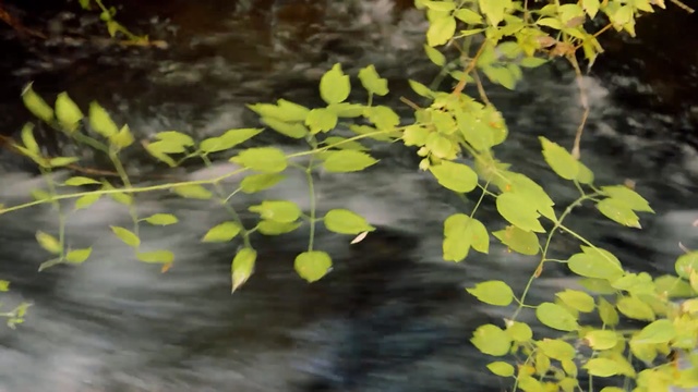 Video Reference: Leaf, Vegetation, Plant, Flower, Yellow, Tree, Water, Branch, Organism, Vascular plant, Person