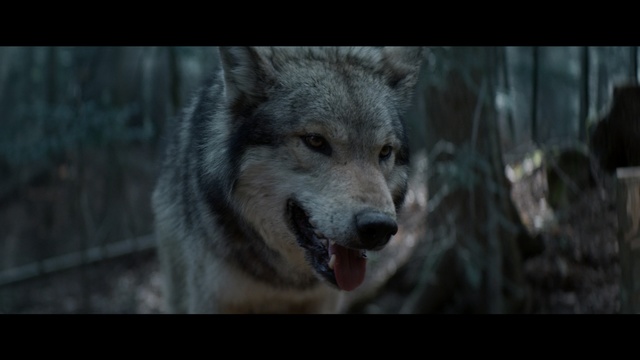 Video Reference: Mammal, Vertebrate, Wolf, Canidae, Wildlife, Canis, Canis lupus tundrarum, Red wolf, Carnivore, Wolfdog, Animal, Dog, Looking, Brown, Photo, Sitting, Black, Head, Standing, Face, White, Large, Colored