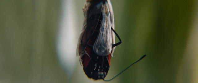 Video Reference: Pollinator, Insect, Arthropod, Plant, Butterfly, Wing, Moths and butterflies, Twig, Pest, Invertebrate