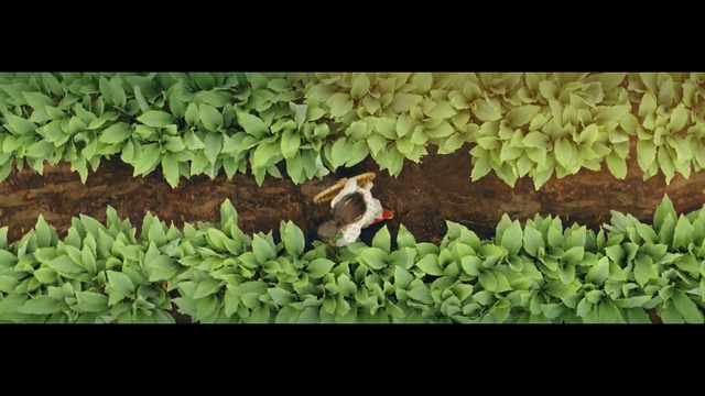 Video Reference: Leaf, Adaptation, Plant, Grass, Wildlife, Organism, Groundcover, Vascular plant, Herb