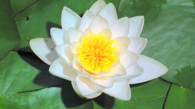 Video Reference: Flower, fragrant white water lily, Flowering plant, Petal, Aquatic plant, Sacred lotus, water lily, Lotus family, Lotus, Plant