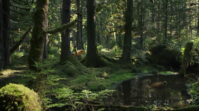 Video Reference: Forest, Natural landscape, Old-growth forest, Woodland, Nature, Tropical and subtropical coniferous forests, Natural environment, Nature reserve, Tree, Spruce-fir forest