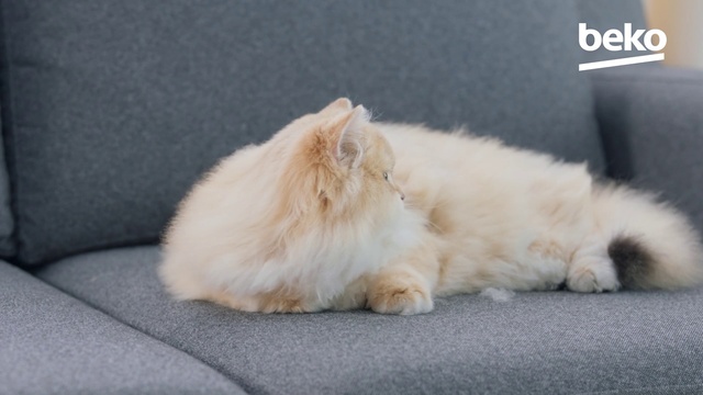 Video Reference: Cat, Mammal, Felidae, Small to medium-sized cats, Persian, Carnivore, Kitten, Whiskers, Fur, Ragdoll