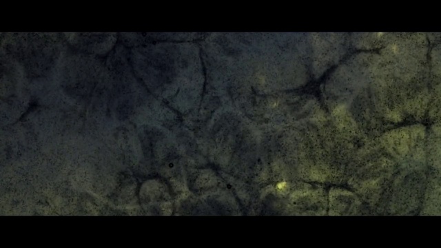 Video Reference: Green, Nature, Black, Leaf, Brown, Rock, Natural environment, Geology, Tree, Sky