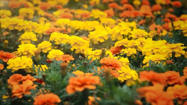 Video Reference: Flower, Tagetes, Yellow, Plant, Orange, Tagetes patula, Flowering plant, english marigold, Petal, Annual plant