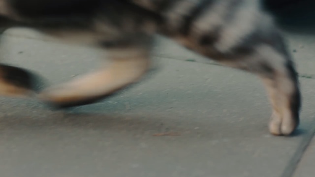 Video Reference: Canidae, Dog, Dog breed, Nose, Snout, Leg, German shepherd dog, Paw, Carnivore, Tail