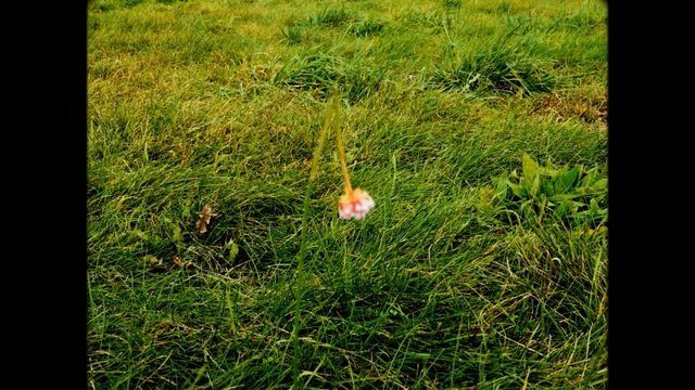 Video Reference: grass, ecosystem, plant, vegetation, flora, leaf, meadow, grass family, lawn, grassland