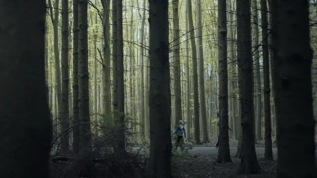 Video Reference: forest, ecosystem, woodland, spruce fir forest, tree, grove, old growth forest, temperate coniferous forest, trunk, atmosphere