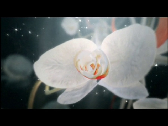 Video Reference: White, Flower, Petal, Plant, moth orchid, Flowering plant, Botany, Orchid, Photography, Moth Orchid