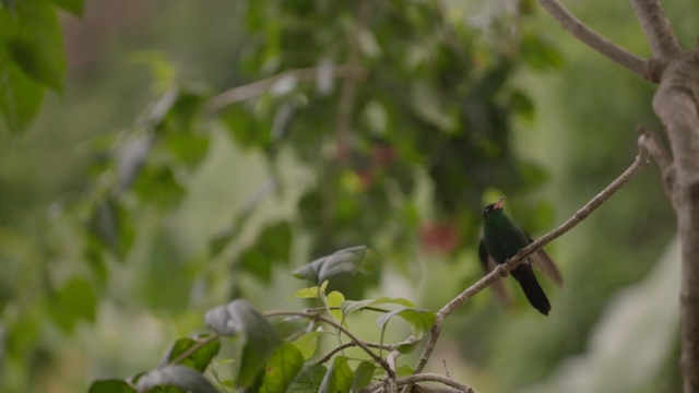 Video Reference: Bird, Beak, Branch, Leaf, Wildlife, Plant, Feather, Twig, Wing, Perching bird, Person