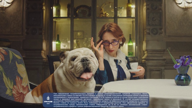 Video Reference: Mammal, Vertebrate, Dog, Canidae, Dog breed, Bulldog, White english bulldog, Old english bulldog, Olde english bulldogge, Carnivore