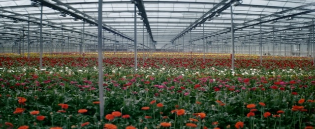 Video Reference: greenhouse, field, plant, flower, botanical garden, garden, outdoor structure, flowering plant, wildflower, meadow