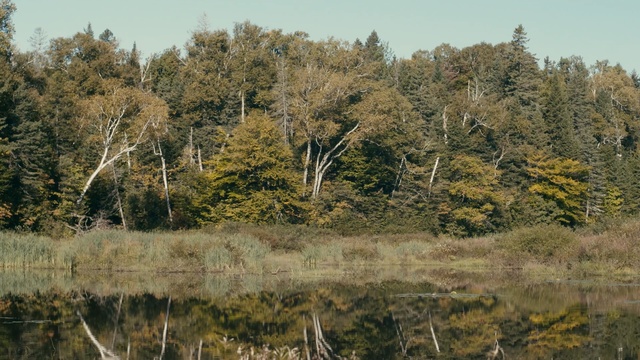 Video Reference: Natural landscape, Tree, Vegetation, Nature, Natural environment, Nature reserve, Wilderness, Atmospheric phenomenon, Biome, Reflection