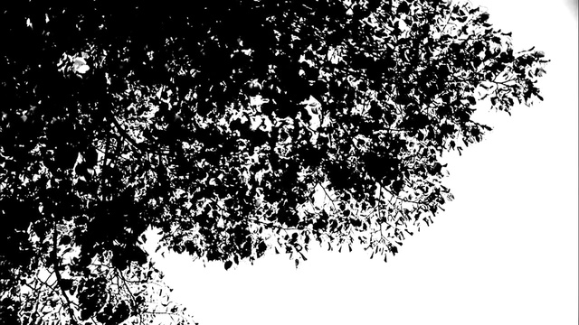 Video Reference: Tree, Black-and-white, Monochrome, Monochrome photography, Branch, Leaf, Woody plant, Plant, Pattern, Illustration