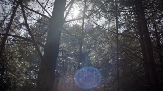 Video Reference: forest, nature, tree, woodland, atmosphere, winter, sunlight, light, branch, morning