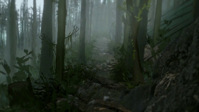 Video Reference: Plant, Wood, Natural landscape, Terrestrial plant, Trunk, Atmospheric phenomenon, Biome, Fog, Tree, Landscape