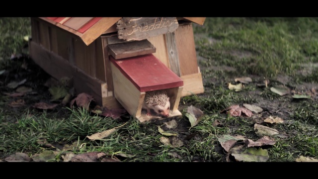 Video Reference: Grass, Leaf, Soil, Apiary, Wood, Beehive, Tree, Adaptation, Membrane-winged insect, Bee