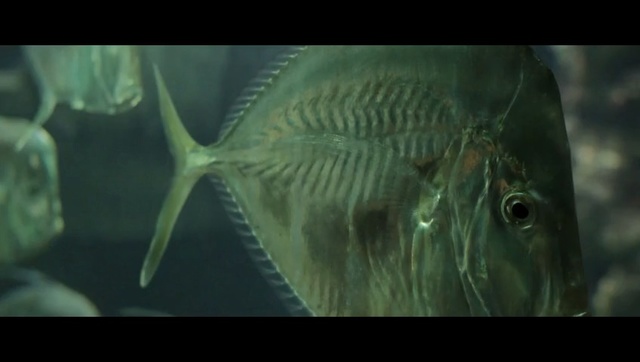Video Reference: Fish, Underwater, Marine biology, Fish, Organism, Adaptation, Bony-fish, Deep sea fish, Ray-finned fish, Person