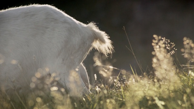 Video Reference: wildlife, fauna, grass, snout, sunlight, sky, grass family, stock photography, plant