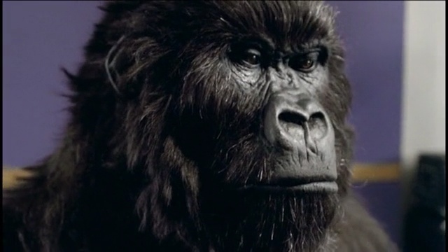 Video Reference: Mammal, Vertebrate, Primate, Snout, Organism, Human, Terrestrial animal, Close-up, Wildlife, Adaptation