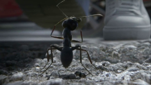 Video Reference: Insect, Carpenter ant, Pest, Ant, Invertebrate, Macro photography, Membrane-winged insect, Organism, Arthropod, Photography