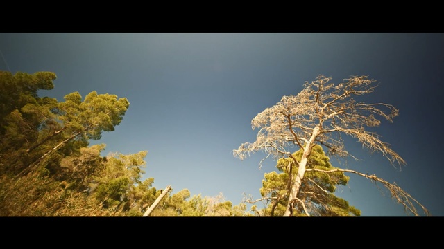 Video Reference: Sky, Nature, Yellow, Vegetation, Daytime, Tree, Sunlight, Cloud, Atmosphere, Plant