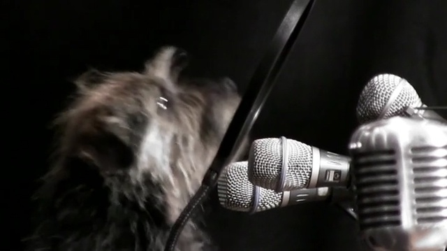 Video Reference: Microphone, Audio equipment, Technology, Electronic device, Black-and-white, Photography, Miniature schnauzer, Monochrome, Microphone stand, Darkness, Person