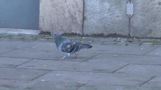 Video Reference: bird, pigeons and doves, fauna, beak, road surface, asphalt, tail