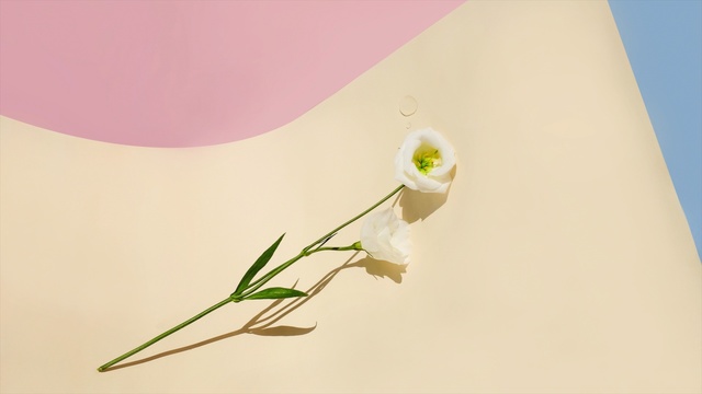 Video Reference: flower, flora, plant, petal, macro photography, plant stem