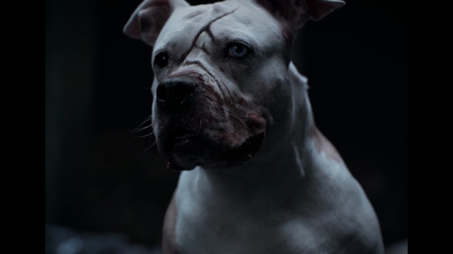 Video Reference: Dog, Vertebrate, Dog breed, Mammal, Canidae, Snout, Nose, Carnivore, Boxer, American bulldog