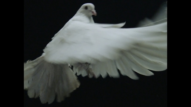 Video Reference: Beak, Bird, Pigeons and doves, White, Feather, Wing, Photography