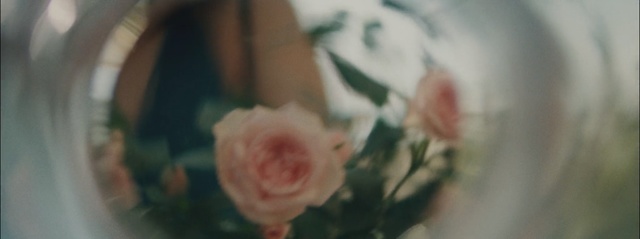 Video Reference: flower, plant, flora, close up, rose family, petal, flowering plant, spring, rose, rose order