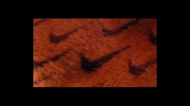 Video Reference: Fur, Skin, Brown, Wood, Organism, Darkness, Wood stain, Pattern