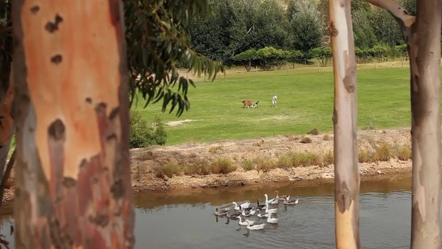 Video Reference: water, fauna, tree, grass, water bird, reflection, wetland, bank, bird, bayou