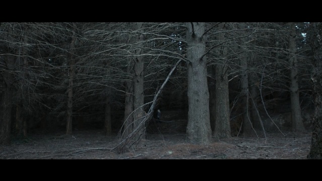 Video Reference: Tree, Black, Nature, Woodland, Darkness, Branch, Forest, Natural environment, Monochrome photography, Black-and-white, Person