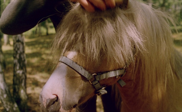 Video Reference: Horse, Halter, Hair, Bridle, Horse tack, Mane, Horse supplies, Snout, Rein, Blond, Person, Outdoor, Grass, Man, Standing, Looking, Brown, Wearing, Close, Woman, Holding, White, Field, Young, Red, Dog, Riding, Animal