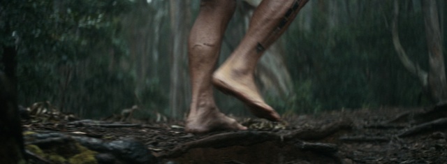 Video Reference: forest, tree, wilderness, woodland, jungle, wildlife, trunk, old growth forest, plant, wood