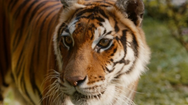 Video Reference: Tiger, Wildlife, Mammal, Terrestrial animal, Vertebrate, Bengal tiger, Siberian tiger, Whiskers, Felidae, Snout