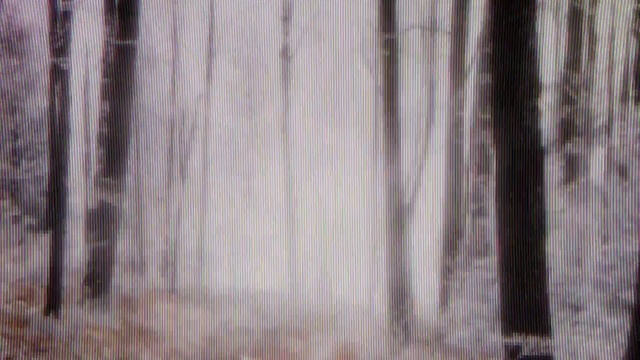 Video Reference: Tree, Wood, Forest, Trunk, Woody plant, Textile, Plant, Woodland